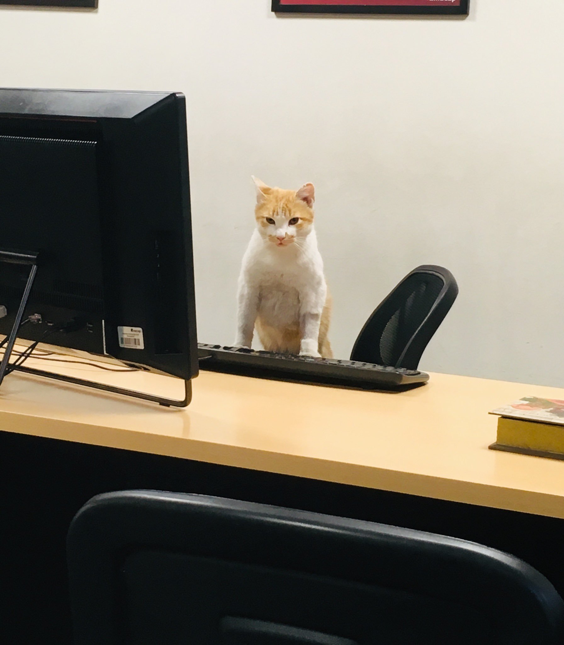 Кот работа Мем