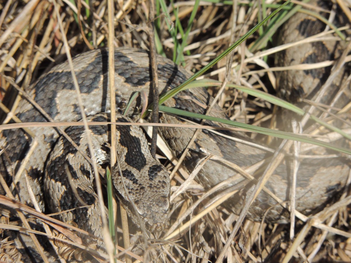 Eternamente agradecida al herbario de Botánica por hacerme mirar al suelo☘️