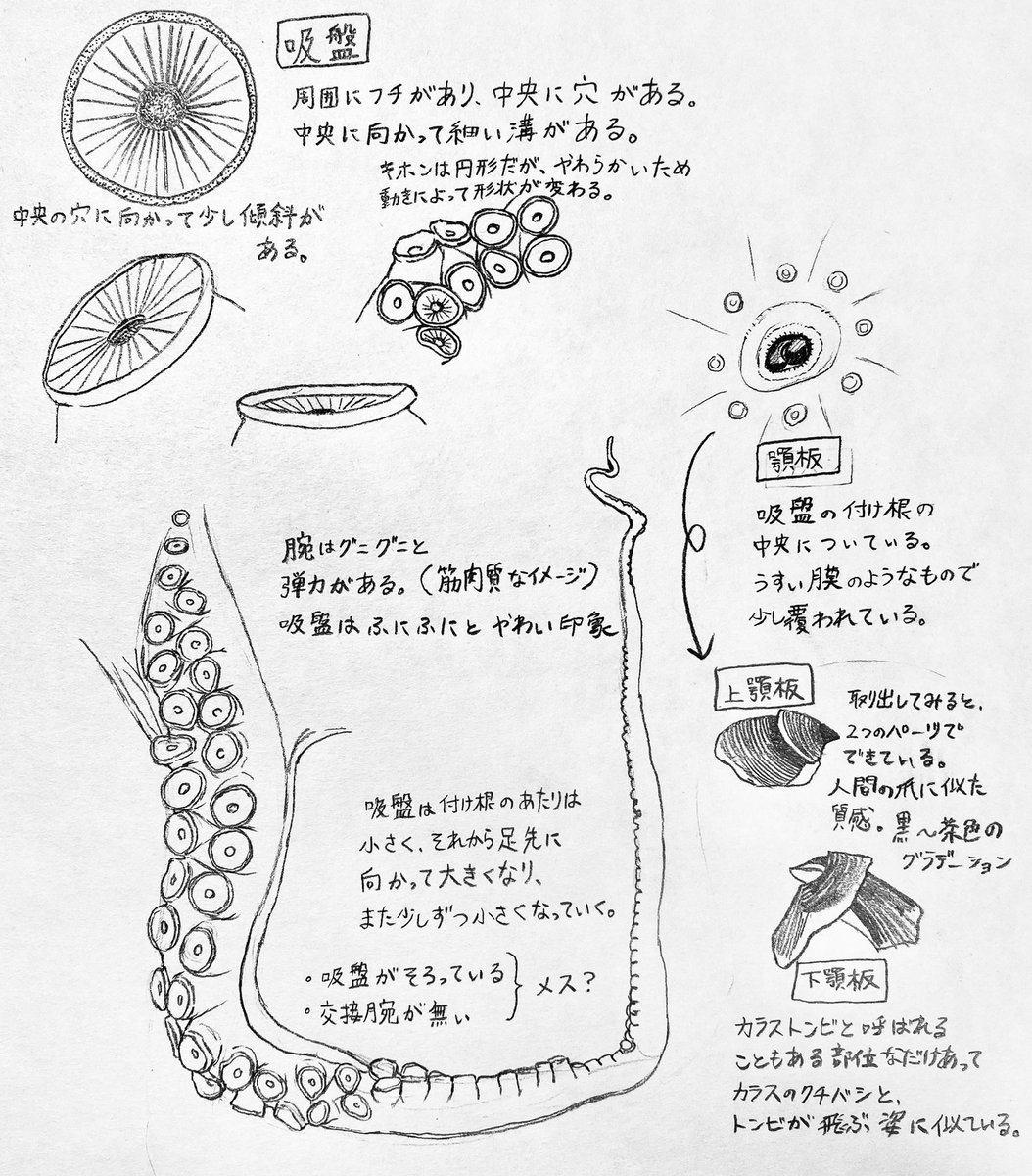 タコの吸盤を観察した時のスケッチ 