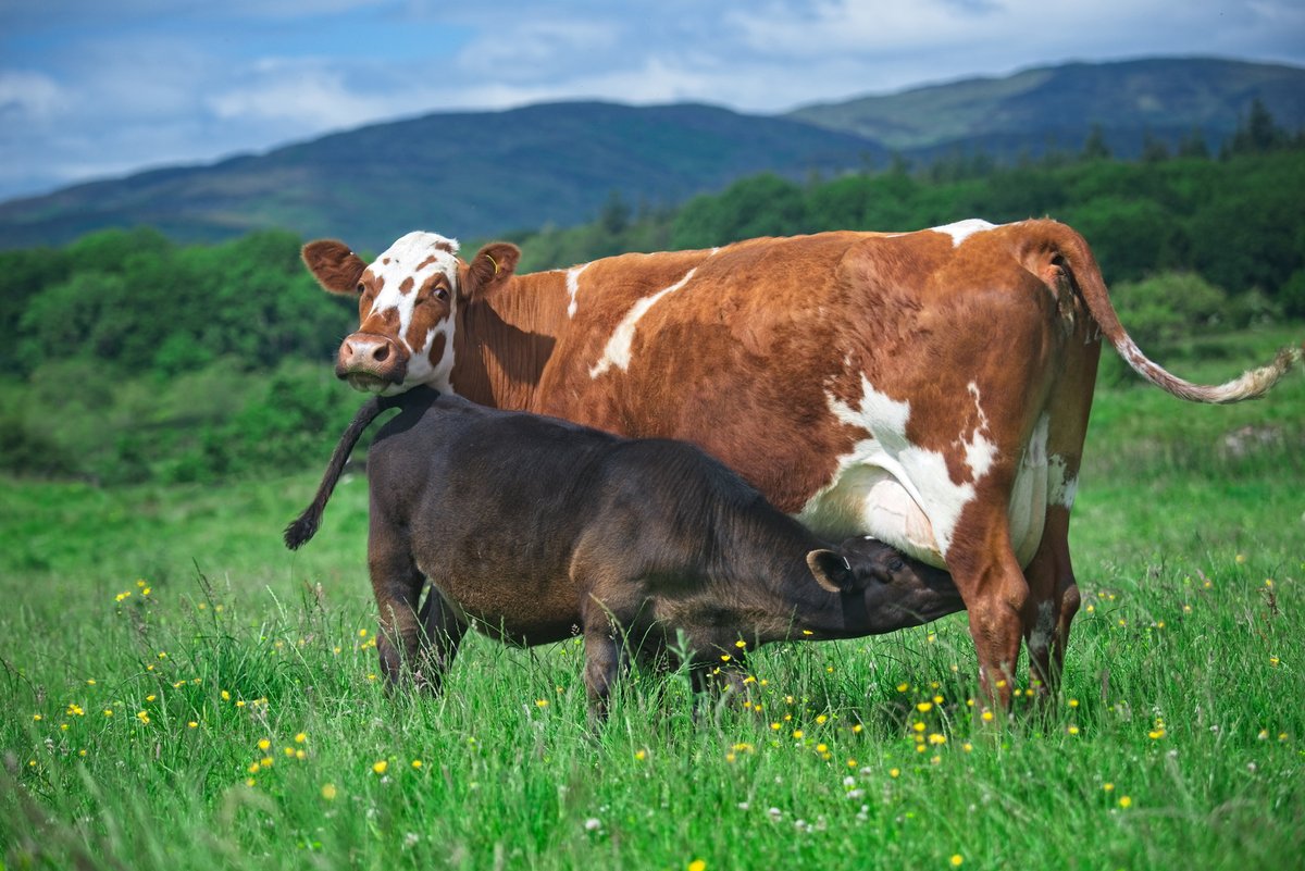 theethicaldairy's tweet image. Wilma has written a blog reflecting on participating in the @BBCPanorama programme, and the response to it on social media. 

You can read the blog on our website: theethicaldairy.co.uk/blog/spotlight