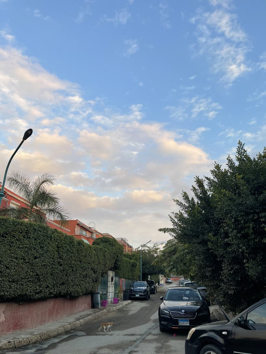 Soha Serry tweet media