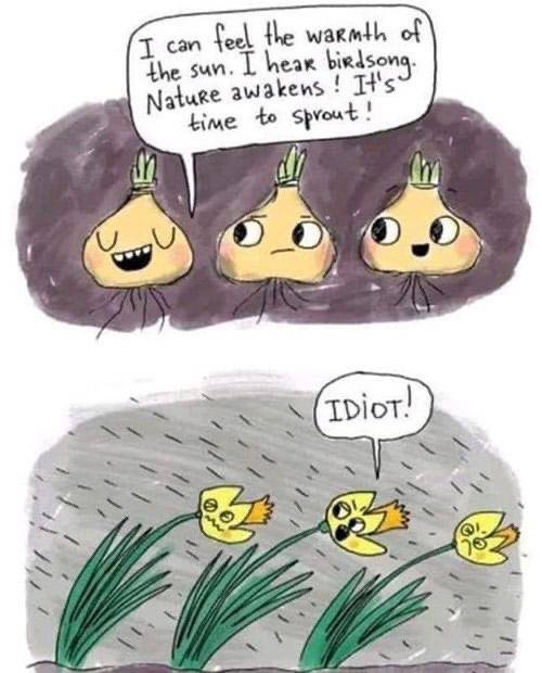 This made me giggle.. but I am bit like these bulbs.. as soon as I feel the sun on my face, I feel the spring. #positivity #gardening #GardeningTwitter #spring #SundayThought