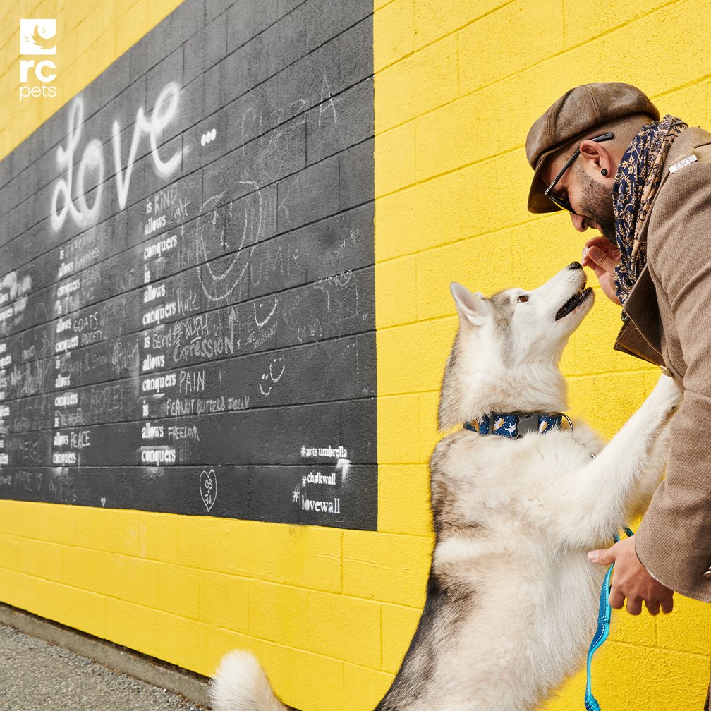 RCpetproducts's tweet photo. The internet says it's Love Your Dog Day today and who are we to disagree? 🥰 

📸 : Keenu [Wide Clip Collar - Space Dogs]

#loveyourdogday #LOVE #woof #rcpets #inspiredbypets #makeeverydayatreat #welovepets https://t.co/qvwe8T9nJ7
