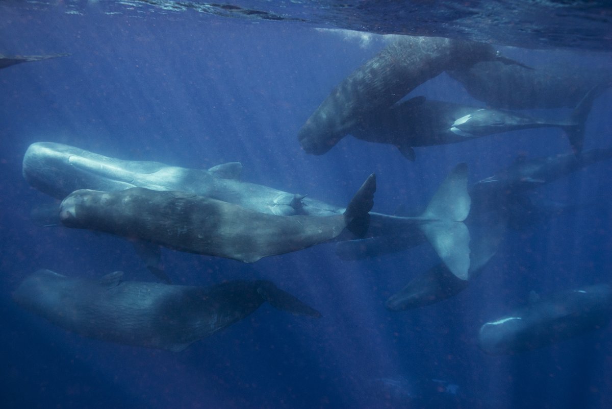 InsideNatGeo's tweet photo. Whales have been great stewards of the ocean environment for more than 30 million years, &amp; our understanding of them has only touched the surface. 🐋 Follow @ProjectCETI &amp; #NatGeoExplorers David Gruber, @sgero, &amp; Robert Wood on their journey to decode whale communication. https://t.co/Vi4nUyWOjF