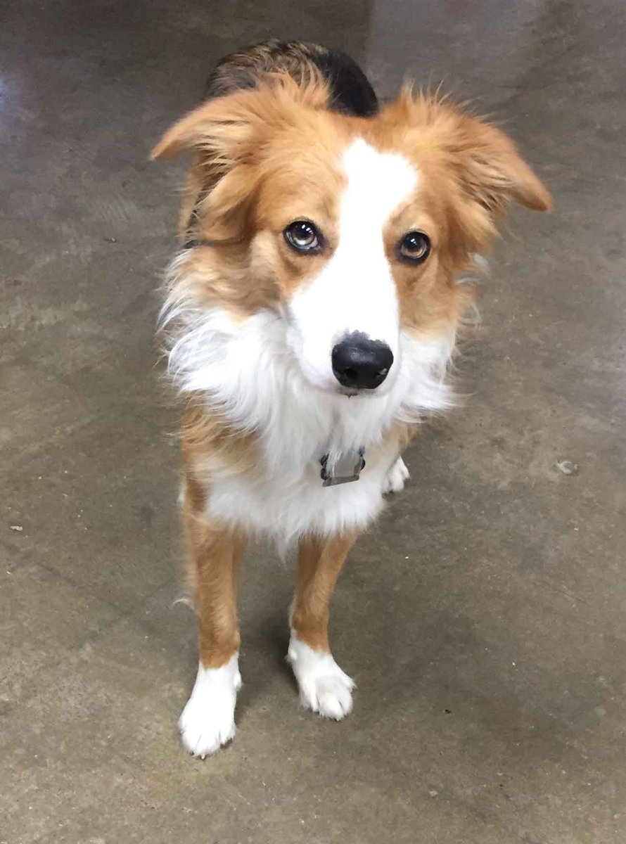 We ❤ our pets E.V.E.R.Y.D.A.Y!! Post your pet's pic in the comments below and show some love! 🥰
 #workperk #titon #pearson #loveyourpetday #supercheapsigns