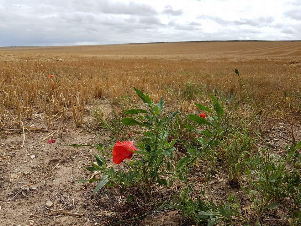 Battlefield Tours tweet media