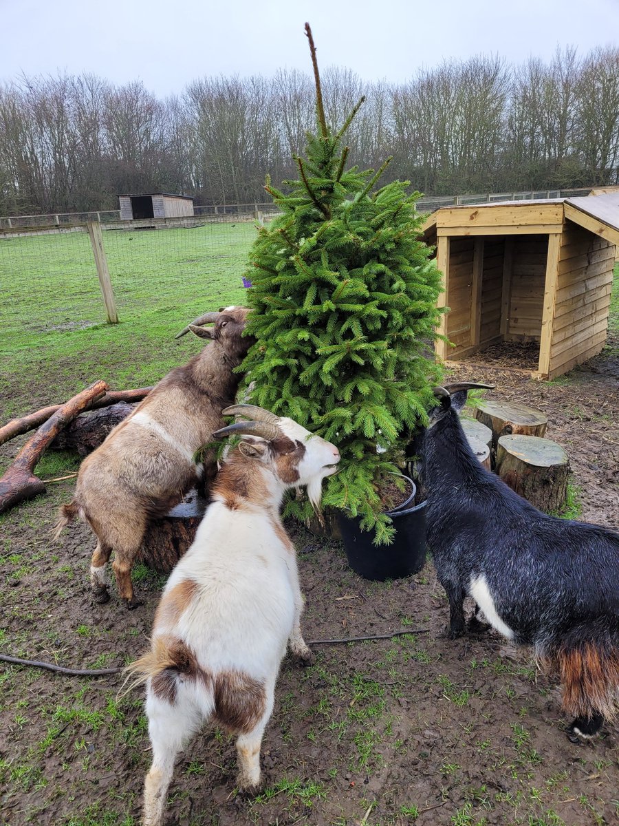 NewHallAnimals's tweet photo. The pigs and goats thoroughly enjoyed munching through some of the schools left over Christmas trees, a great way to ensure they don't go to waste! https://t.co/h7R3AhH0qA