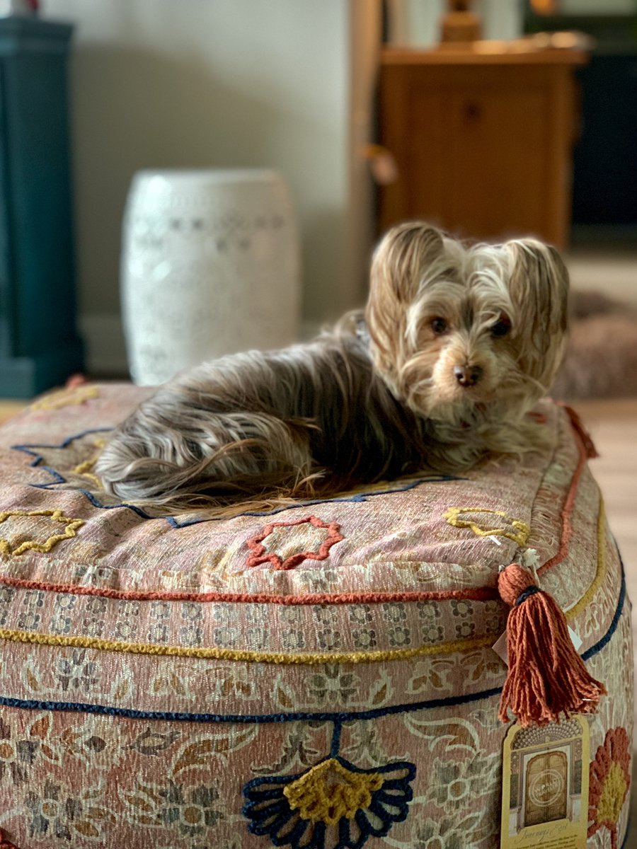 SalvadorsMagic's tweet photo. I #love when papa brings me presents, like this sitting pillow for me to nap on.  Note: while their may be a little powder on my nose, definitely #nofilter! #chocolateyorkie #yorkie #happypuppy #grateful #comfy #india #findthebeauty #magicsalvador #happysunday https://t.co/KixLaMHga0