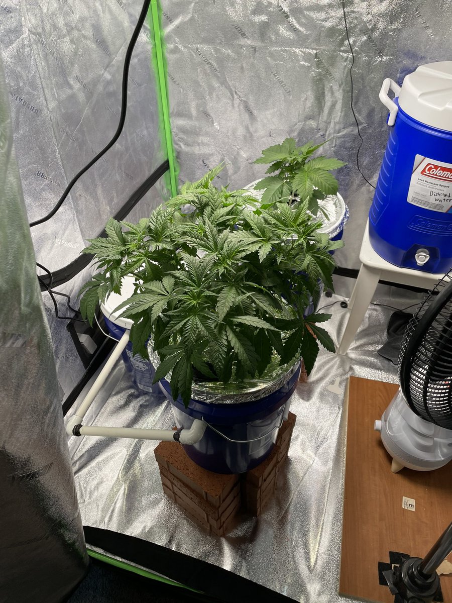 gregmini1's tweet photo. Ya boi upgraded his system 🌱 #Hydroponics #aeropnics #420community https://t.co/g0abIwmI4e