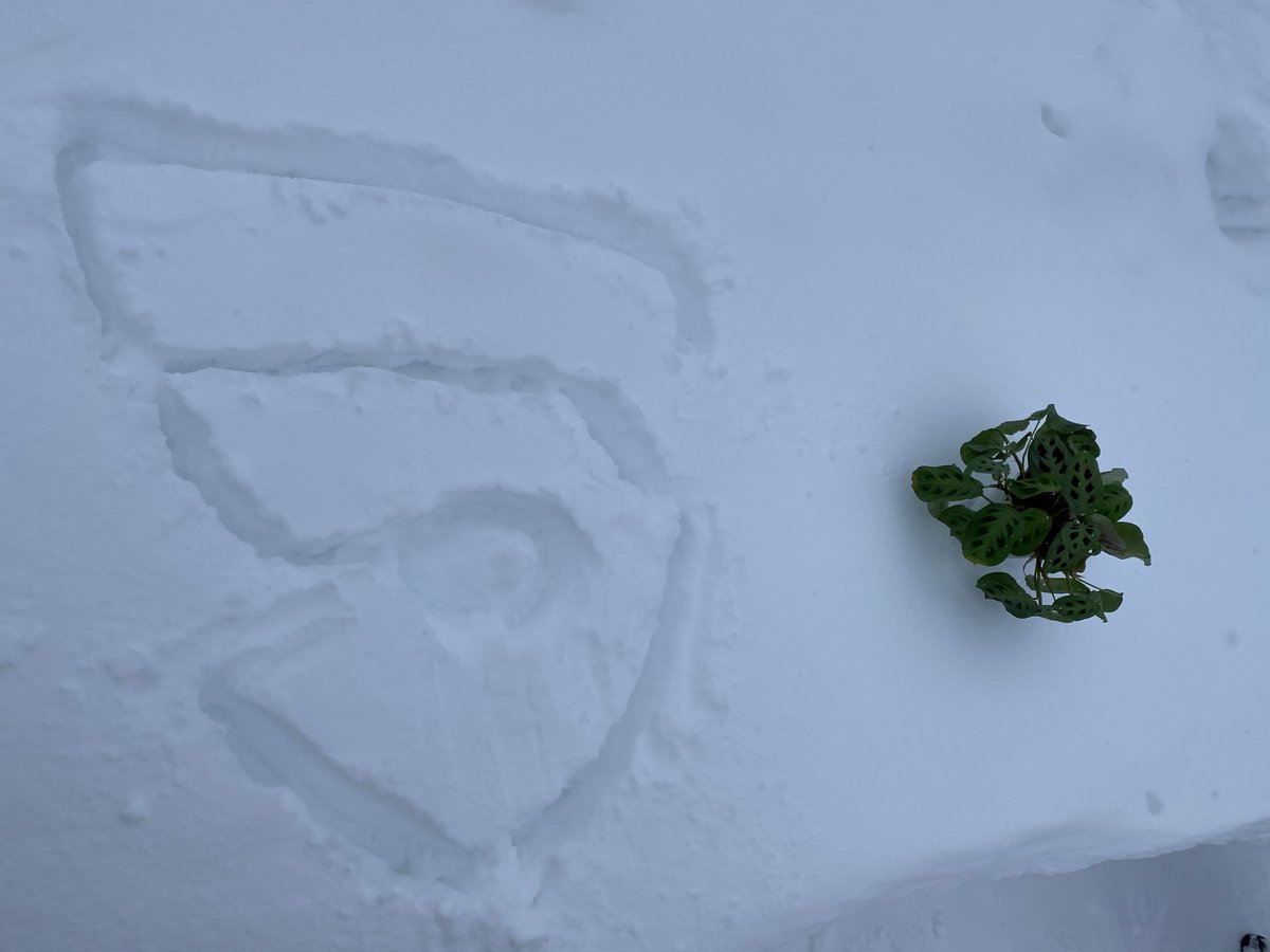 nft_pass's tweet photo. We will plant this flower in the spring, when the snow melts, it will be sunny and warm.
#Saveourplanet #bitsCrunch https://t.co/ViJiskX6vl