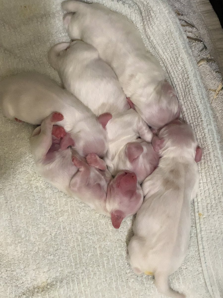 ALSSpanish's tweet image. My beautiful fur baby gave me the best birthday present ever this past Friday! She birthed 5 beautiful Cocker puppies. #E&amp;amp;E Cockers