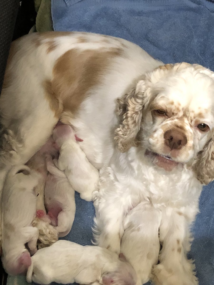 ALSSpanish's tweet image. My beautiful fur baby gave me the best birthday present ever this past Friday! She birthed 5 beautiful Cocker puppies. #E&amp;amp;E Cockers