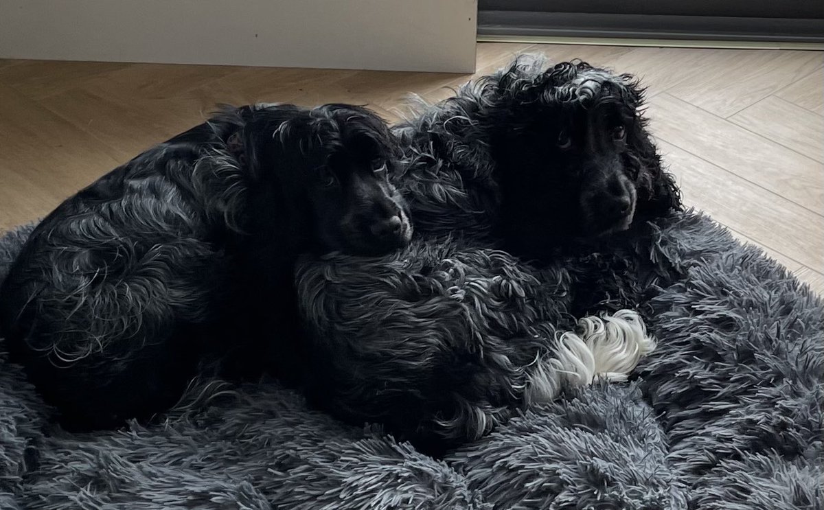 taramillstv's tweet photo. Only one thing for it ๐จ
#snuggle #battendown #staysafe https://t.co/QY9p0nHiEM