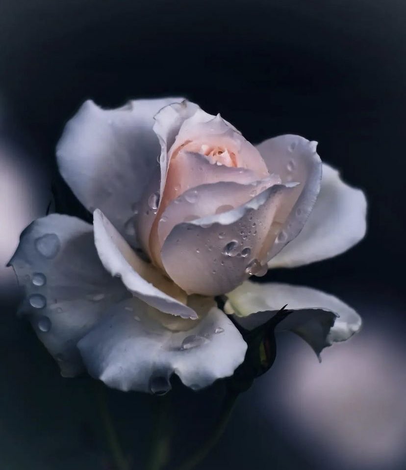 Angel5642620235's tweet photo. Notice : Had decided to use my other account to do retweet ONLY. Will do my best to support those with small number of followers in the other accounts provided your tweets are free from porn photos, racist &amp; political issues. To all my supporters, thank you. God bless u all. 🤟 https://t.co/QmOjhTbRx4