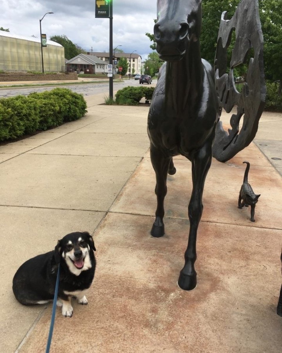 pucvm's tweet photo. Student Highlight is second year DVM student Lauren Ogburn! We love the positive light she brings us at #PurdueVetMed!
Learn how you can #BeAPurdueVet at https://t.co/CpMI74hDU7
#purduedvm #PVMFamily #PurdueUniversity @LifeAtPurdue https://t.co/LLq1Romgxl