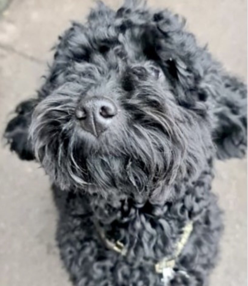 rosieDoc2's tweet photo. โผ๏ธUNFAMILIAR WITH AREA-COULD OF TRAVELLED AWAY FROM AREAโผ๏ธ
MARCUS missing after running out of friends house in #Upavon #SN9 DOES NOT KNOW THE AREA 2.0/2/22 SOUTH WEST
Male/adult black #Cockapoo
CHIPPED
SIGHTED AROUND THREE MILES FROM THE ADDRESS
https://t.co/Z7tX1A7dDc https://t.co/TiFdOZxVju