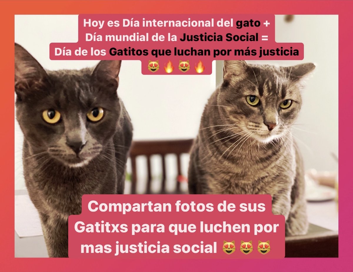 GatitosVsDesig's tweet photo. Feliz #DiaInternacionalDelGato y Día mundial de la justicia social. 

A ver a sus Gatitxs luchando por la justicia social 😻😻😻😻 https://t.co/ZHGK5LVVux