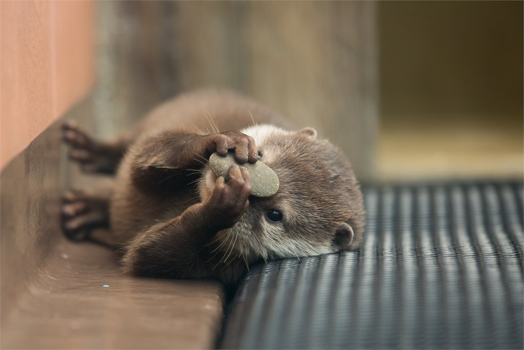 1982VintageNut's tweet photo. Stealthy otter post. https://t.co/vflqauSxtT