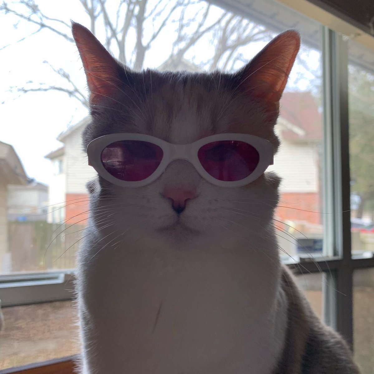 fatfatpankocat's tweet photo. Ready for action https://t.co/DA4G8PMI9A