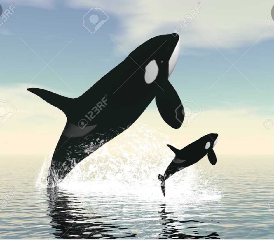 cher's tweet photo. 1. MOM &amp; CALF FROLICKING IN OCEAN.
 2. Men Kidnapping Calf
As It Cries Out 4 it’s Mother.She Will Try 2 Save It.
3. AN ORCA ALONE in
tank which would feel like KAAVAN’S SHED.”THERES NO BUSINESS💰LIKE 💎SHOW💵BUSINESS”🛢‼️
Whales Are Like Elephants. 
BOTH LIVE IN LOVING FAMILIES https://t.co/9jRTi2E0xH