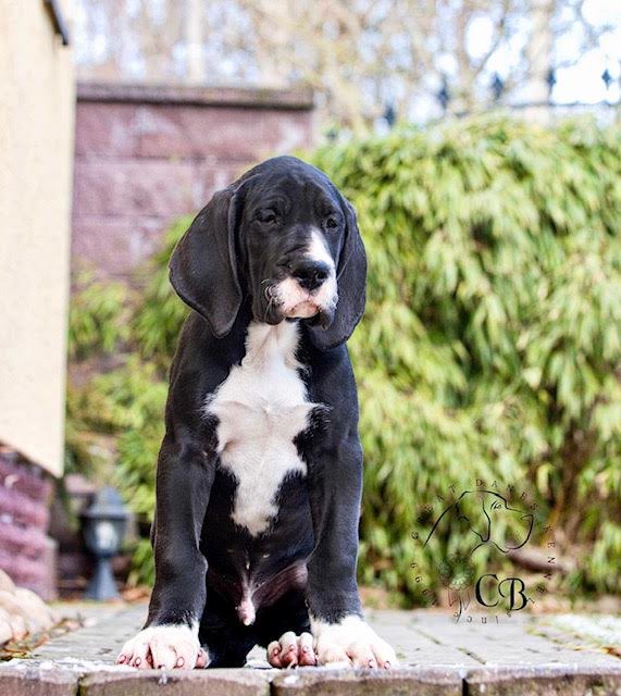 picking up my puppy tomorrow in czech🤲🏽 https://t.co/BIzwqjwCmZ