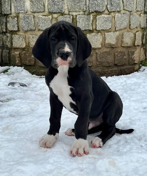 picking up my puppy tomorrow in czech🤲🏽 https://t.co/BIzwqjwCmZ