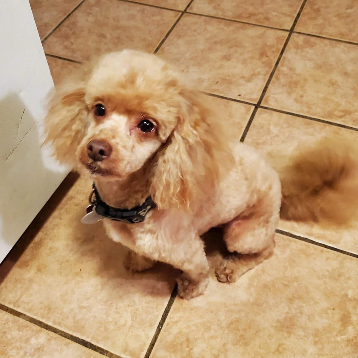 LadiiFlashh's tweet photo. @AchievementHunt Here's my right hand pup Kirby 🐩 https://t.co/Q8s49egrbH