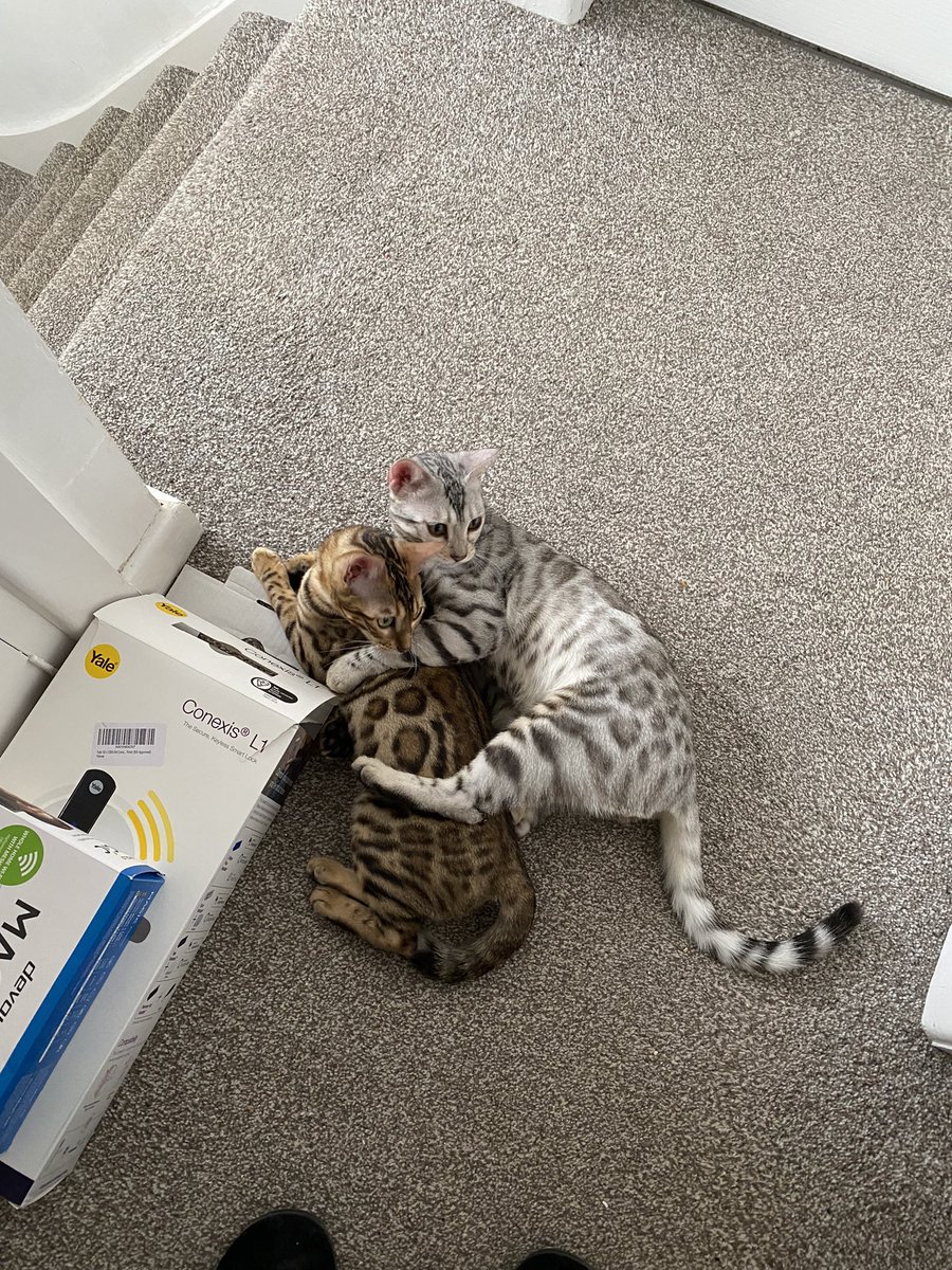 ChillPepBengals's tweet photo. @PiandNeko1 @annie_warman @RhuTheBengal @joannaljackson1 @ValinVigo @SuzPilks @stripeyspotty @LeoTheBengal @dawnybj @Percy_BengalCat @BellaBengalCat @BengalWilma @BengalPandora @BengalCowboy See - we is getting good and even know our names when called now… well, when it suits us 😹 Hey Rhu. Welcome to #TeamBengal. We is cruel little Chilli and oaf of a larger brother Pepper. https://t.co/qZbgvZVQJa