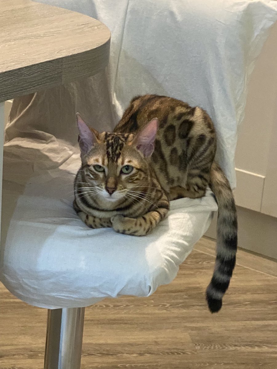 ChillPepBengals's tweet photo. @PiandNeko1 @annie_warman @RhuTheBengal @joannaljackson1 @ValinVigo @SuzPilks @stripeyspotty @LeoTheBengal @dawnybj @Percy_BengalCat @BellaBengalCat @BengalWilma @BengalPandora @BengalCowboy See - we is getting good and even know our names when called now… well, when it suits us 😹 Hey Rhu. Welcome to #TeamBengal. We is cruel little Chilli and oaf of a larger brother Pepper. https://t.co/qZbgvZVQJa