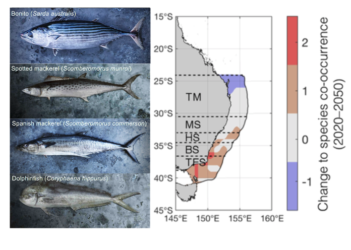 curt_champ's tweet photo. Species redistributions are not just about distance shifted, but also the duration that spp persist in novel regions.

Out today, we project changes in temporal persistence of mobile fishes under climate change w links to emerging fishing opportunities 
https://t.co/1iR63hlsLe https://t.co/0bzKvIGuJZ