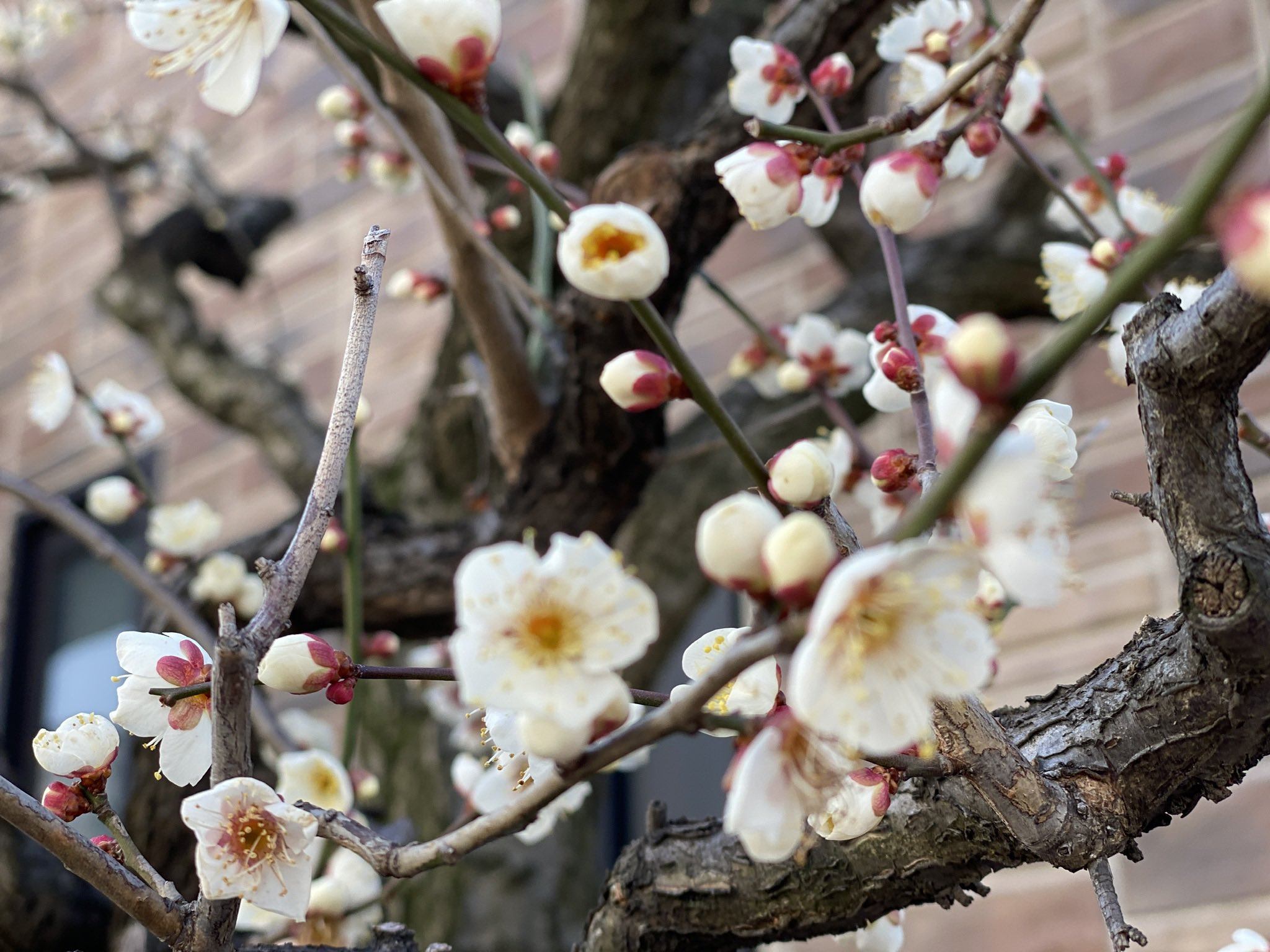 新田神社 梅 街中に梅の花を見かけます 君ならで 誰かに見せむ 梅の花 色をもかをも 知る人ぞしる 紀友則 平安時代の歌人 あなた以外の誰に見せましょうか この花も色も香りも 理解できるのはあなただけなのです 以前もご紹介した歌です 新田神社 梅 街中に梅の花を見かけます 君ならで 誰かに見せむ 梅の花 色をもかをも 知る人ぞしる 紀友則 平安時代の歌人 あなた以外の誰に見せましょうか この花も色も香りも 理解できるのはあなただけなのです 以前もご紹介した歌です