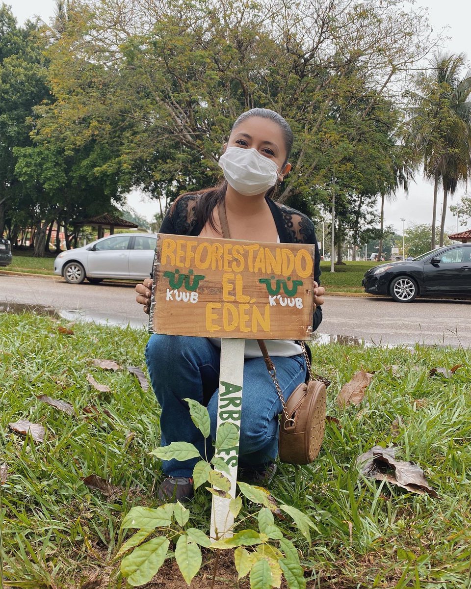 KuubMx's tweet photo. Terminando la reforestación del camellón del parque la choca, juntos hacemos realidad un futuro más limpio y próspero para Tabasco 💚✨ 

#reforestation #reforestemos #arboles #tabasco #villahermosa
@HolachiotTab @inundeishon @candyflipmx @bbcmundo @SEDEMA_CDMX https://t.co/p0x7FLqAIT