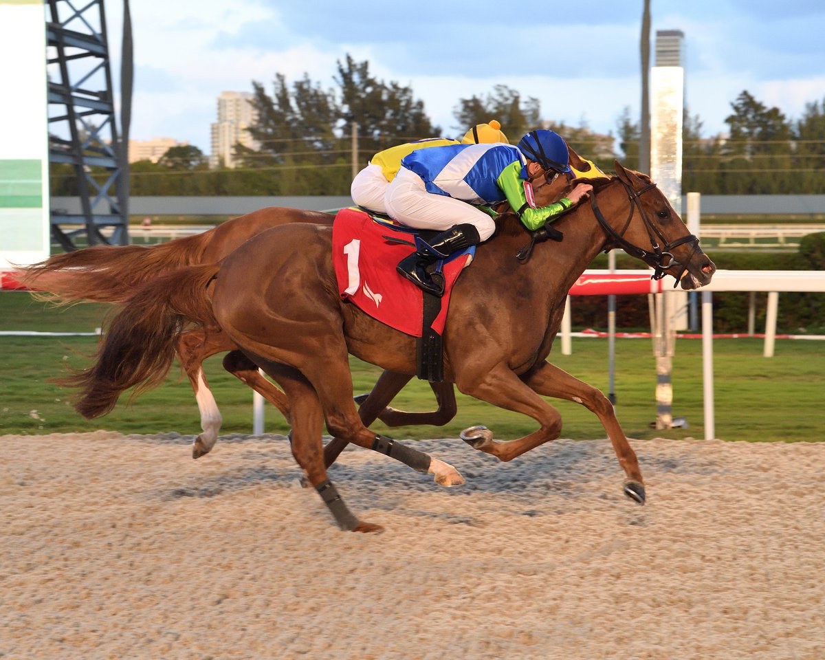 GulfstreamPark's tweet photo. .@BLynchRacing's Hard to Ignore gets up in time to win the nightcap,  @JulienLeparoux is the winning jockey. #GulfstreamPark #ChampionshipMeet https://t.co/rCTrqeJW5B