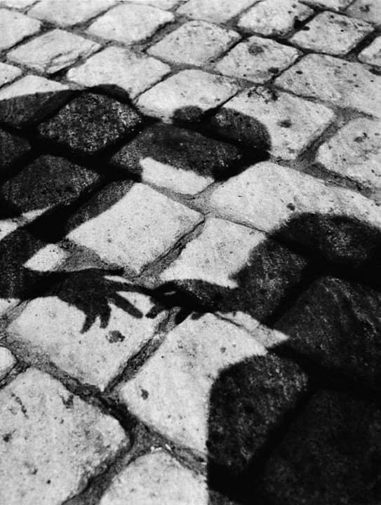 literlandweb1's tweet photo. "Somos parecidos a esos sapos que en la austera noche de los pantanos se llaman sin verse, doblegando con su grito de amor toda la fatalidad del universo".
René Char
📷 Éva Besnyö https://t.co/ToRhYQFwW1