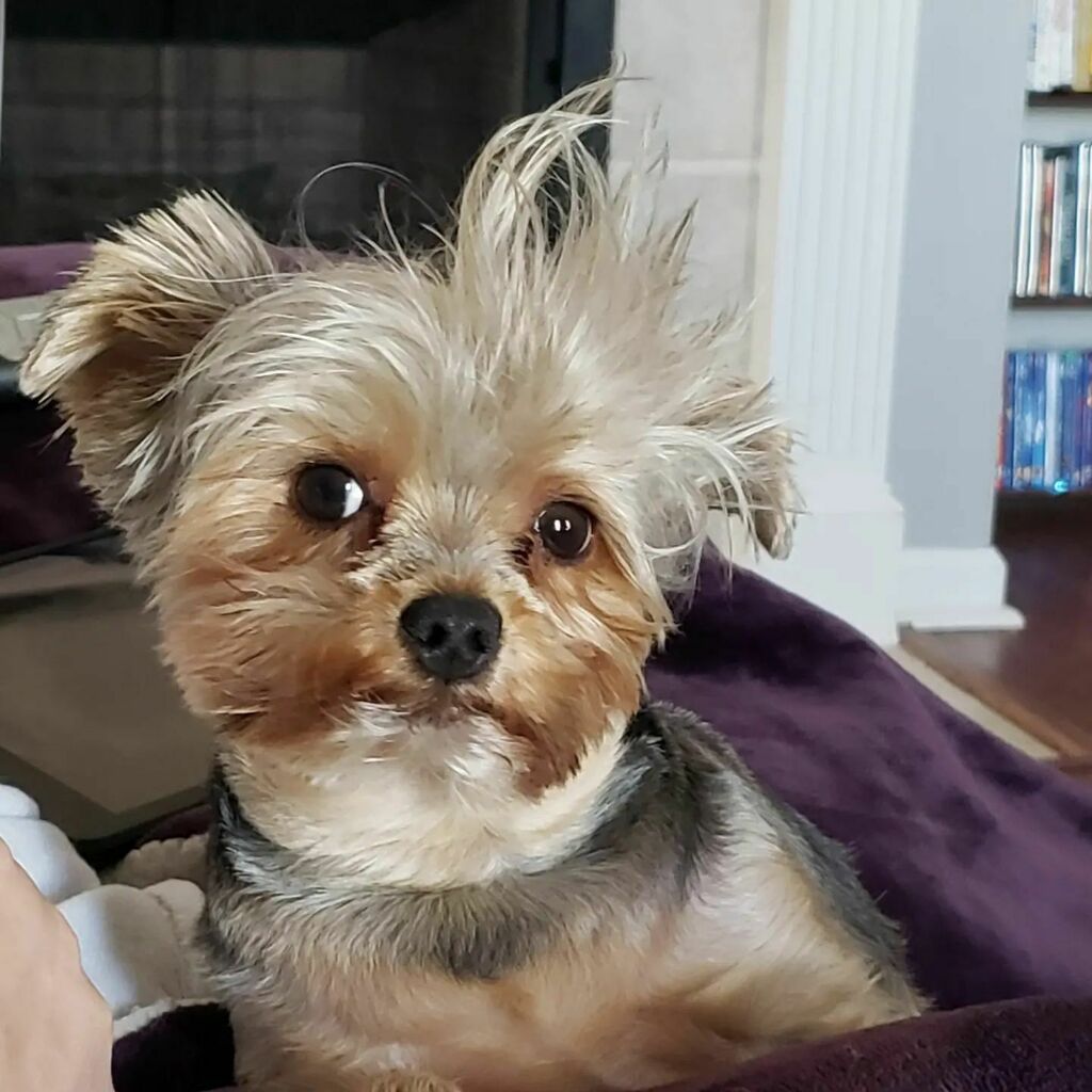 tenaciousmonkey's tweet photo. Teddy had some bed head #yorkie https://t.co/Rpbmvz41AS https://t.co/4xpjKxrza6