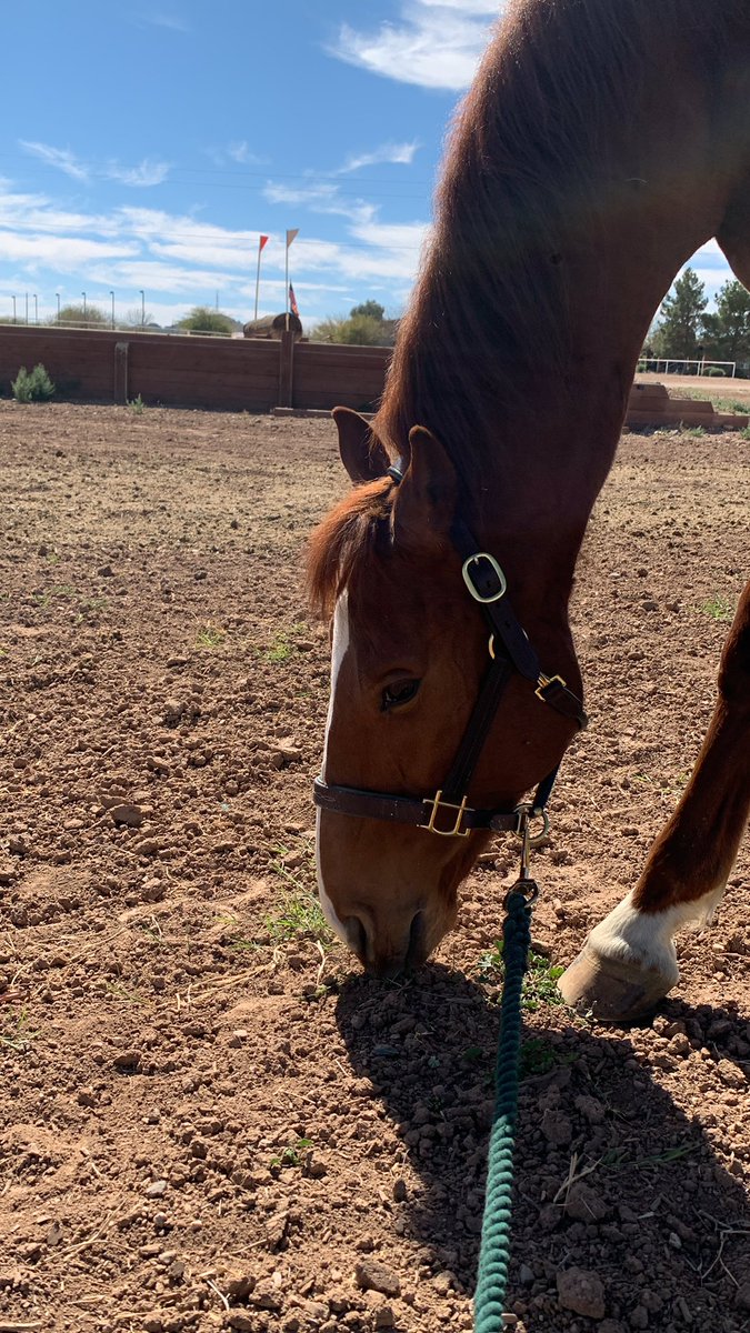 anbaker2005's tweet photo. Dreaming of getting back to #eventing today… but every day Gabe stays healthy is a good day! This little guy is 15 days after colic surgery and on the mend! #horse #sundayvibes #hehasmyheart https://t.co/sba8eR0Kp4