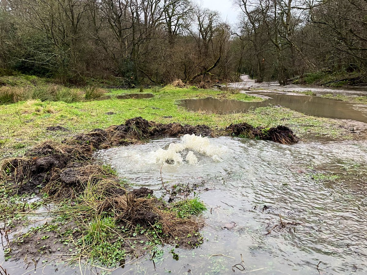 _Chris_Nash_'s tweet photo. Unfortunately also plenty of #pollution entering the beck. From surface water runoff laden with fine #sediment to point source pollution - including these  repeat offender manhole covers, one of which was spilling #sewage &amp; leaving a trail of wet wipes to prove it 💩🤢 https://t.co/aGtn0SBRdl