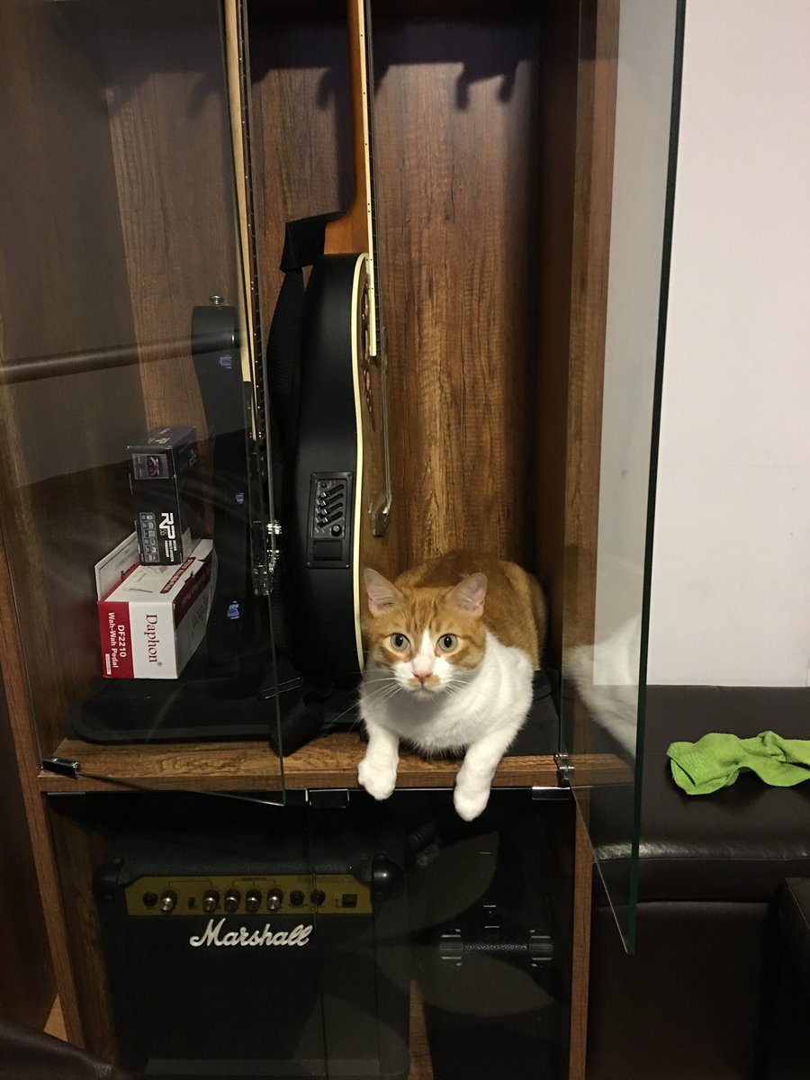 er_sapiens's tweet photo. Feliz #DiaInternacionalDelGato a todos los felinos del planeta y a nuestro felino amigo y compañero Pitin #gatunos #gatos https://t.co/5U911bCRbj