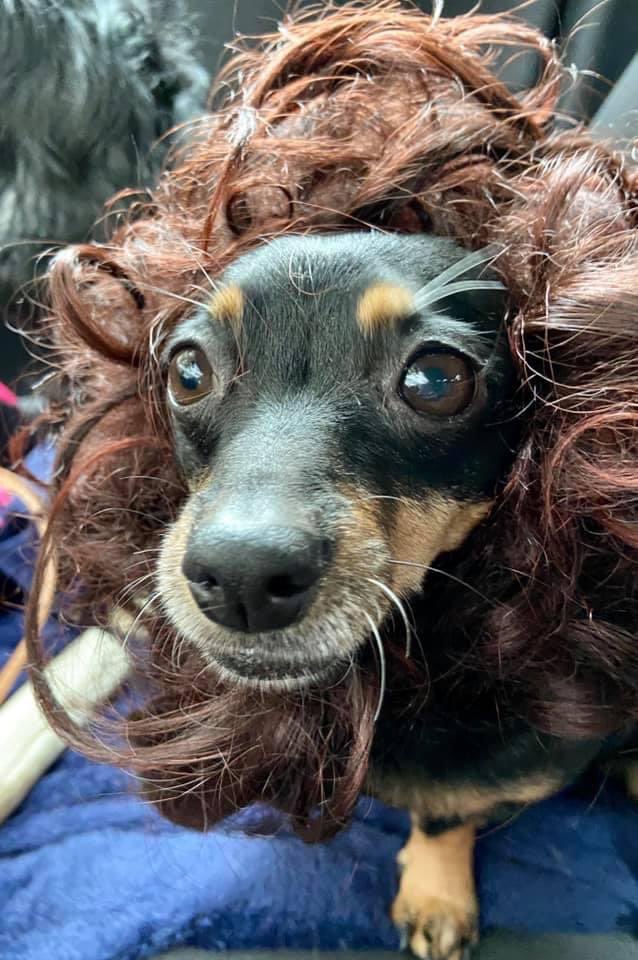 Leijonapäivä🥇 Hyvä Suomi🤩