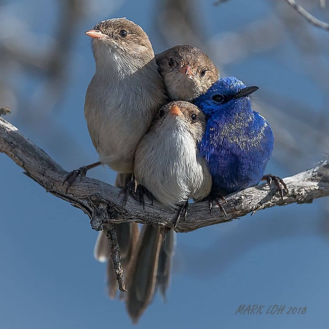 JeanetteEliz's tweet photo. “We Are Family.” 💞🌺💕
😊📸 Photography by Mark Loh 
#NaturePhotography #NatureBeauty https://t.co/AAn3oQ8ViK