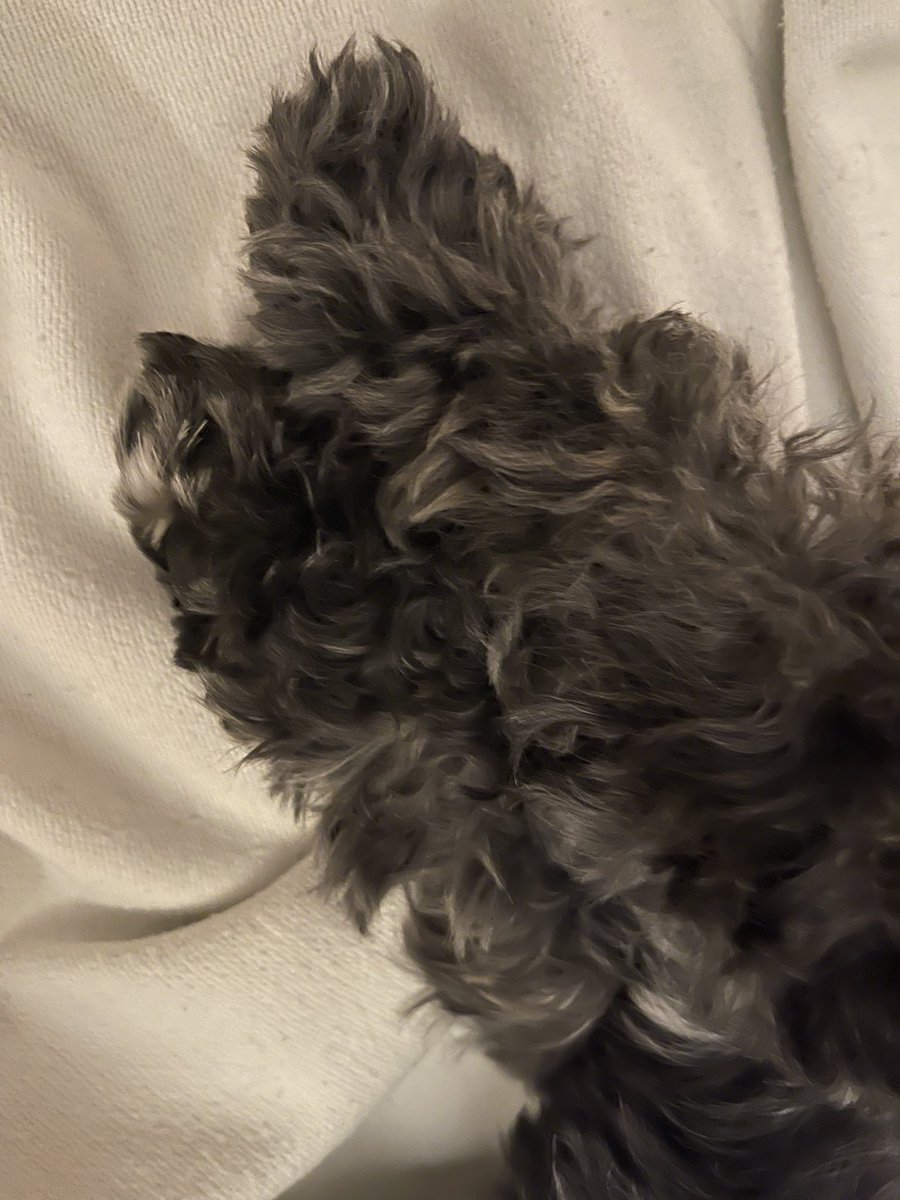 Waffles 🎀🧇🐾 tweet media