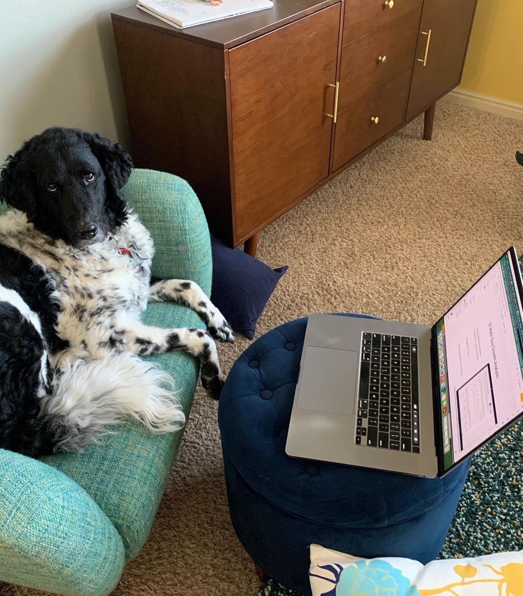 MIND_Research's tweet photo. Meet the pets of MIND Research Institute! In celebration of Love Your Pet Day, we put together a gallery of our cuddly companions. Enjoy! ๐ถ ๐ฑ ๐ฅ
#LoveYourPetDay #LifeAtMIND https://t.co/cHFyfSco0D