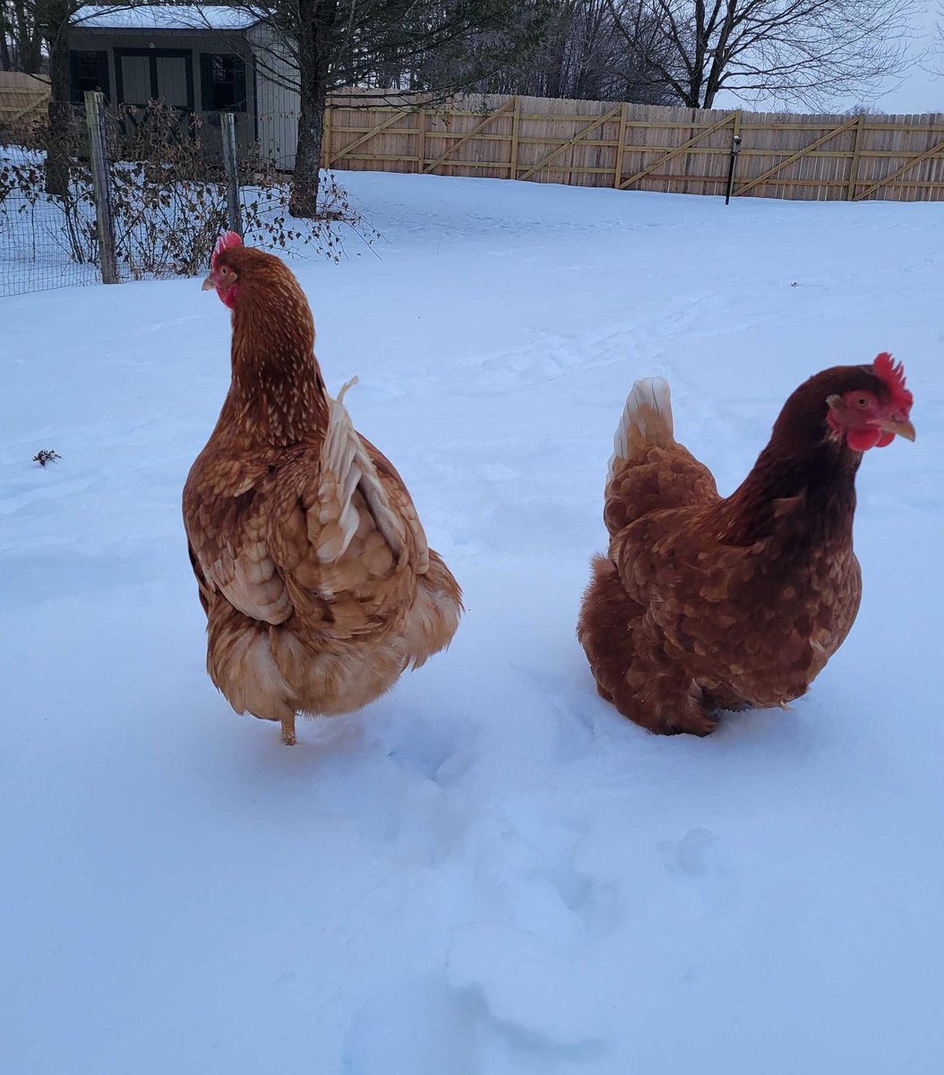 MIND_Research's tweet photo. Meet the pets of MIND Research Institute! In celebration of Love Your Pet Day, we put together a gallery of our cuddly companions. Enjoy! ๐ถ ๐ฑ ๐ฅ
#LoveYourPetDay #LifeAtMIND https://t.co/cHFyfSco0D