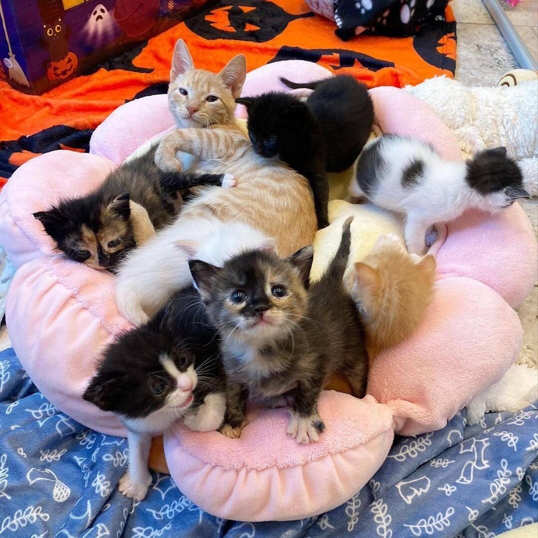ddonovanclydee's tweet photo. ого это что общая фотография всех моих пипищиков???? жесть друзья отлично выглядите https://t.co/EJsECgzRpU