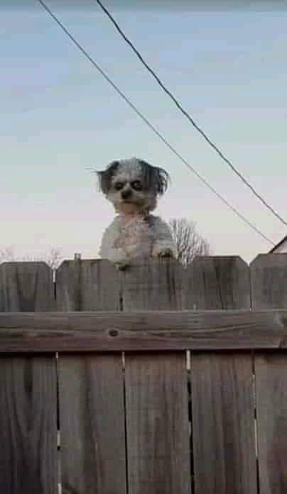Lhoswald0's tweet photo. Spykerhond is always watching. https://t.co/GLLpM2oJxP