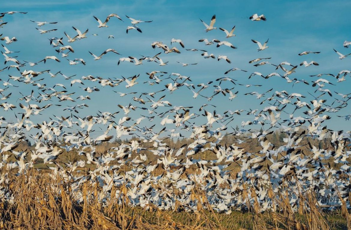 Vancouver_USA's tweet image. There is a lot of great bird watching around #SWWashington in the winter. From snow geese taking flight (pictured here) to trumpeter and tundra swans at the Ridgefield National Wildlife Refuge on their migration north. 🦢😍 #TrueToNature #DiscoverVanWA (📸IG: northjesswest)