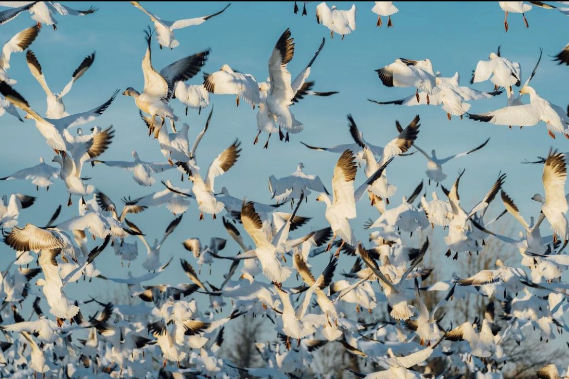 Vancouver_USA's tweet image. There is a lot of great bird watching around #SWWashington in the winter. From snow geese taking flight (pictured here) to trumpeter and tundra swans at the Ridgefield National Wildlife Refuge on their migration north. 🦢😍 #TrueToNature #DiscoverVanWA (📸IG: northjesswest)
