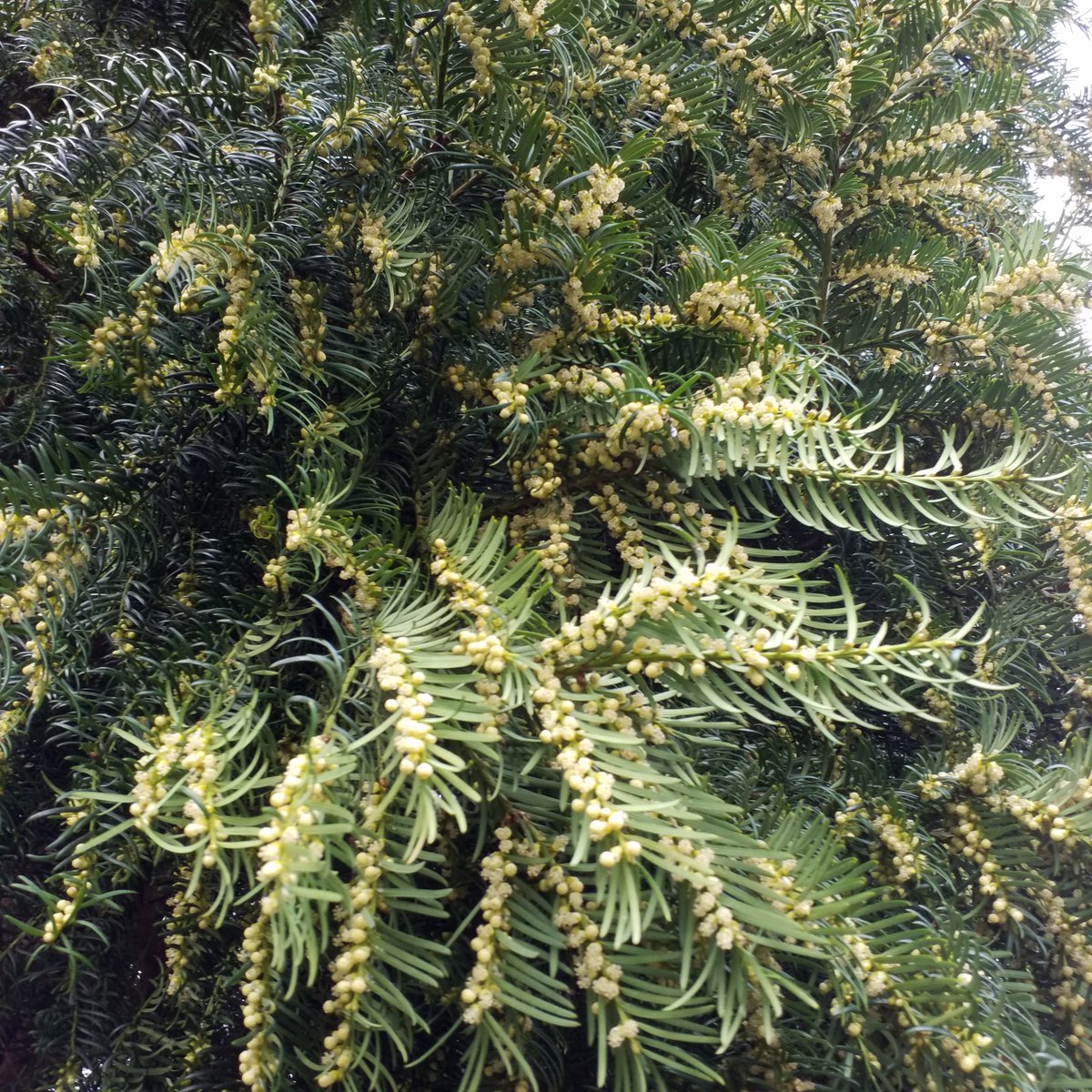EnnisJones2's tweet photo. #wildflowerhour The trees have it this week - Alder and Yew - but this was before the #threestorms - how much will be left by the morning ? #severnvale https://t.co/7s5uieT7YY