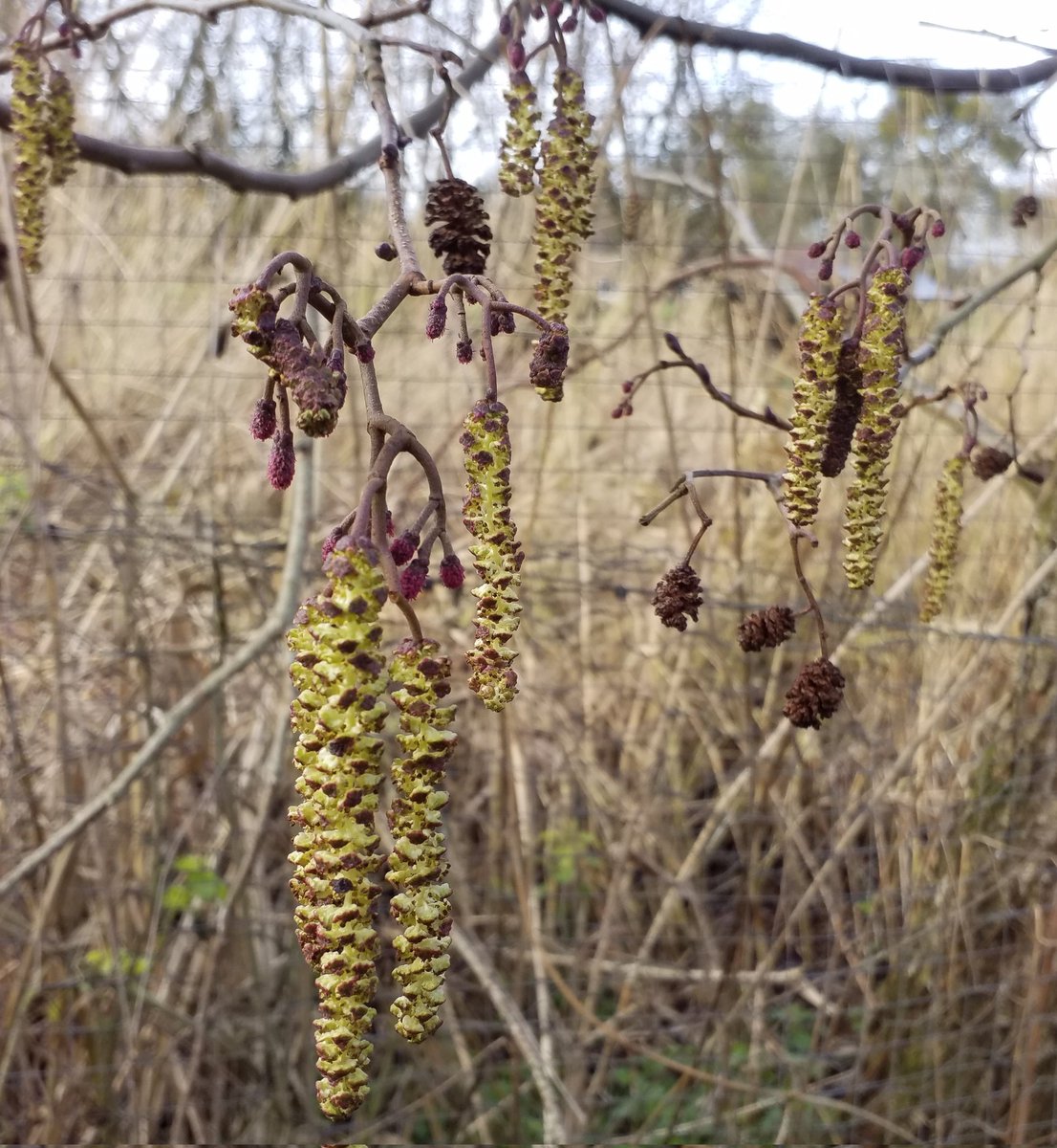 EnnisJones2's tweet photo. #wildflowerhour The trees have it this week - Alder and Yew - but this was before the #threestorms - how much will be left by the morning ? #severnvale https://t.co/7s5uieT7YY