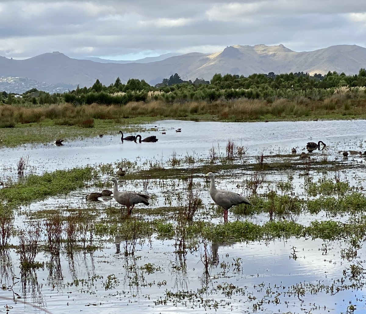 SandalsNZ's tweet photo. Not one but two Cape Barren geese at Ōruapaeroa Travis Wetland in Ōtautahi this morning. I’ve seen one here on it’s own a couple of times in the last decade, it’s wonderful to see a chatty pair. #wetlands #delightoftheday https://t.co/yLDmnZUvpX